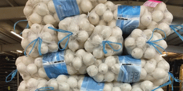 Onion Harvest 2024-25: Growers Anticipate a Season of High Quality and Steady Supply