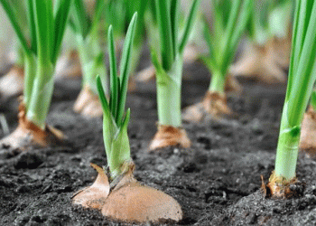 Sowing Independence: Malaysia’s Multi-Million Dollar Push for Onion Self-Sufficiency by 2030