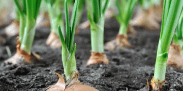 Sowing Independence: Malaysia’s Multi-Million Dollar Push for Onion Self-Sufficiency by 2030