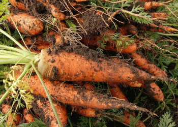 Stavropol Farmers Achieve a Record 58,000-Ton Open-Field Vegetable Harvest in 2024