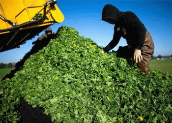 Kale Harvest 2024: An Excellent Season for Grünkohl in Niedersachsen