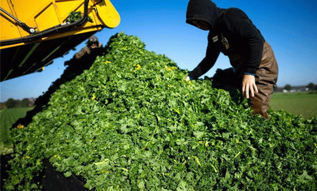 Kale Harvest 2024: An Excellent Season for Grünkohl in Niedersachsen