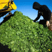 Kale Harvest 2024: An Excellent Season for Grünkohl in Niedersachsen