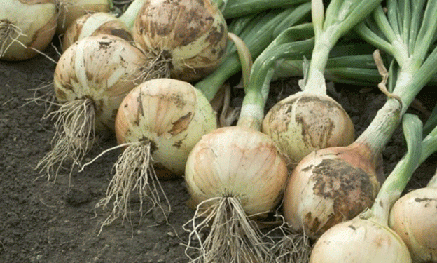 Onion Boom in Uganda: Meeting Growing Demand Through Local Production