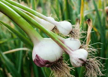 Enhancing Supply Chain Risk Management for Asparagus and Garlic in Ninh Thuan Province