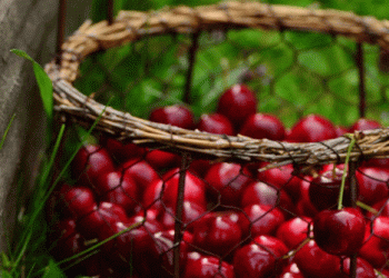 Cold Snap Delays Cherry Harvest in Northern Patagonia: What It Means for Farmers and Export Markets