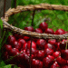 Cold Snap Delays Cherry Harvest in Northern Patagonia: What It Means for Farmers and Export Markets