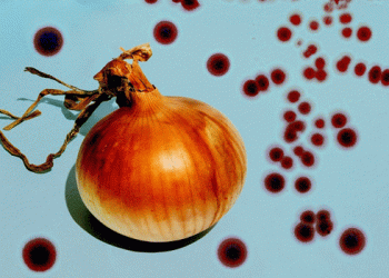 America’s Onion Problem: Understanding the Unexpected Rise in Contamination