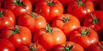 Pesticide Concerns in Agriculture: The Case of Moroccan Tomatoes in France