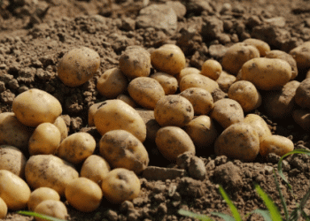 Greek Potato Supplies: Why 2024 Could See an Early End to the Season