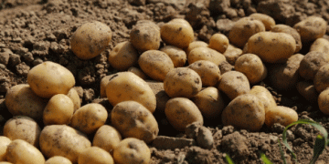 Greek Potato Supplies: Why 2024 Could See an Early End to the Season