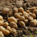 Greek Potato Supplies: Why 2024 Could See an Early End to the Season
