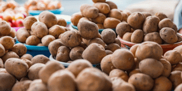 Primorye Achieves Record Potato and Vegetable Harvest in 2024: Over 75,000 Tons Produced