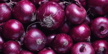 Government Moves to Stabilize Onion Prices Amid Supply Constraints