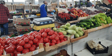 Tax Breaks for Vegetable Farmers in Sverdlovsk Region: A Step Towards Sustainable Agricultural Growth
