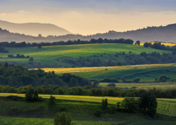 Balancing Productivity and Sustainability: The Hidden Costs of Organic Agriculture in Europe