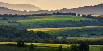 Balancing Productivity and Sustainability: The Hidden Costs of Organic Agriculture in Europe