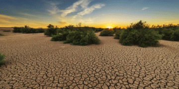 Brazil’s Orange Harvest at Record Lows Due to Severe Drought and Disease