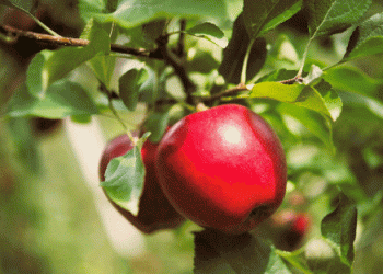 CIV Celebrates 40 Years of Apple Breeding Innovation at Interpoma 2024: Shaping the Future of Apple Cultivation