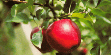 CIV Celebrates 40 Years of Apple Breeding Innovation at Interpoma 2024: Shaping the Future of Apple Cultivation