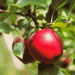 CIV Celebrates 40 Years of Apple Breeding Innovation at Interpoma 2024: Shaping the Future of Apple Cultivation