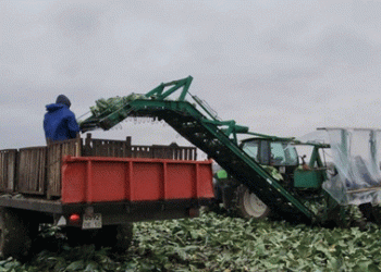 Harvesting Excellence: Over 100 Tons of Cabbage Per Hectare in Serpukhov
