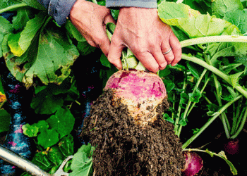 When to Harvest Swedes: A Guide for Farmers to Optimize Yield and Quality
