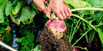 When to Harvest Swedes: A Guide for Farmers to Optimize Yield and Quality