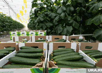 High Demand for Vegetable Packers in Chelyabinsk: Promising Salaries for Workers from Kurgan Region