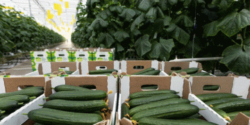 High Demand for Vegetable Packers in Chelyabinsk: Promising Salaries for Workers from Kurgan Region