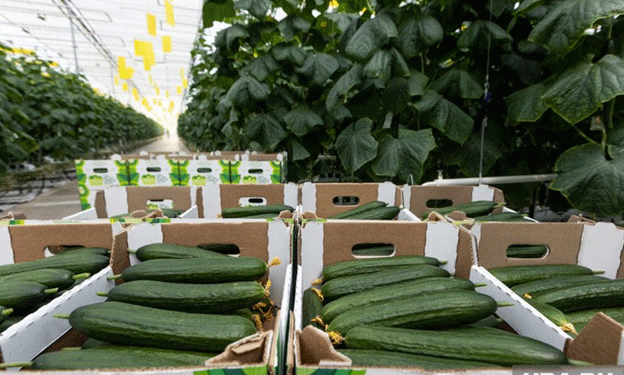High Demand for Vegetable Packers in Chelyabinsk: Promising Salaries for Workers from Kurgan Region