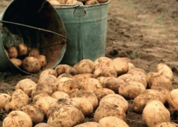 Mixed Harvest in Komi: Potato and Open-Field Vegetable Yields Decline, While Greenhouse Production Thrives
