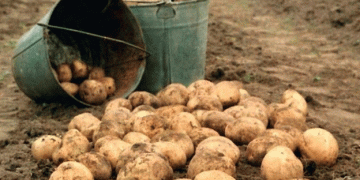 Mixed Harvest in Komi: Potato and Open-Field Vegetable Yields Decline, While Greenhouse Production Thrives