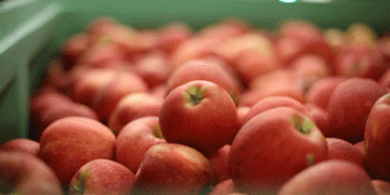 Austria’s 2024 Fruit Harvest: Second Lowest in a Decade Amidst Challenging Weather Conditions