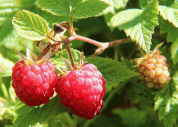 Peru’s Emerging Opportunity in the Global Raspberry Market Amid Chile’s Declining Production