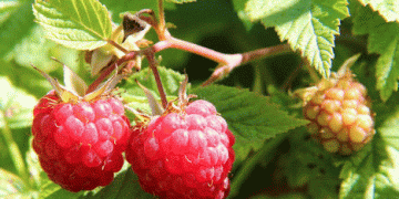Peru’s Emerging Opportunity in the Global Raspberry Market Amid Chile’s Declining Production