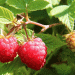 Peru’s Emerging Opportunity in the Global Raspberry Market Amid Chile’s Declining Production