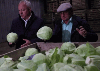 Record Vegetable Harvest in Sverdlovsk Oblast: A Boon for Local Agriculture