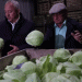 Record Vegetable Harvest in Sverdlovsk Oblast: A Boon for Local Agriculture