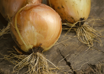 Rising Demand in Austria’s Agricultural Sector: A December Boost for Onion Sales