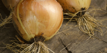 Rising Demand in Austria’s Agricultural Sector: A December Boost for Onion Sales