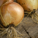 Rising Demand in Austria’s Agricultural Sector: A December Boost for Onion Sales