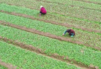 Hunan’s Xintian County: A Leading Hub for High-Quality, Selenium-Rich Vegetables with Growing International Exports