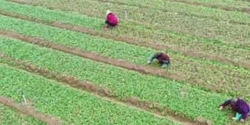 Hunan’s Xintian County: A Leading Hub for High-Quality, Selenium-Rich Vegetables with Growing International Exports