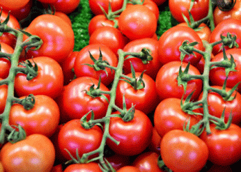 Navigating Tomato Markets: Insights on Supply Trends and Quality Challenges