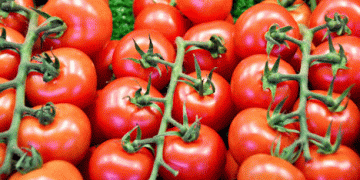 Navigating Tomato Markets: Insights on Supply Trends and Quality Challenges
