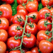 Navigating Tomato Markets: Insights on Supply Trends and Quality Challenges