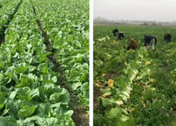 Bountiful Harvest: Chinese Cabbage Thrives in Zelenogradsky District