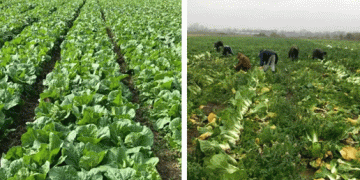 Bountiful Harvest: Chinese Cabbage Thrives in Zelenogradsky District
