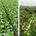 Bountiful Harvest: Chinese Cabbage Thrives in Zelenogradsky District